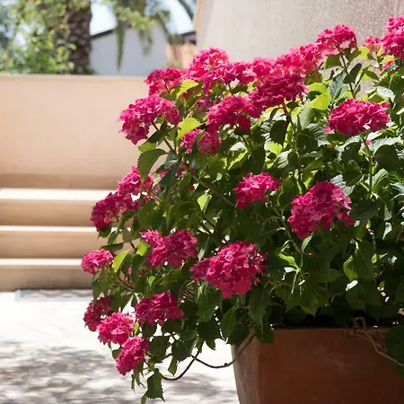 Agneza Apartment Mali Losinj